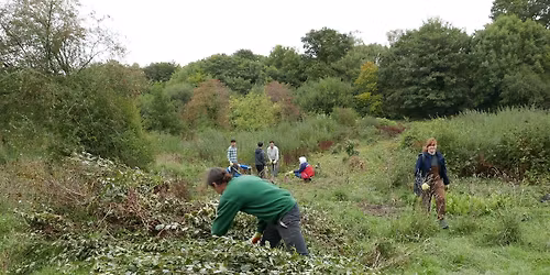November Sunday volunteer session - Copse work & tree removal
