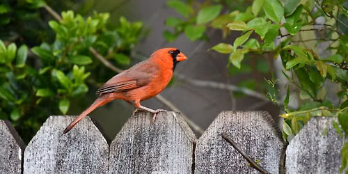 Cities to Backyards: How You Can Help Save Migratory Birds - Southwest Regional Library