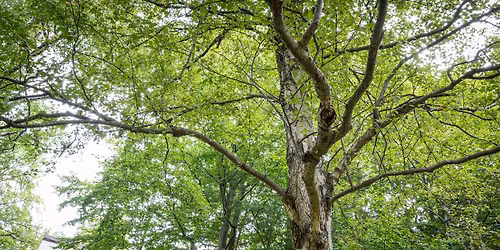 Vilka tr\u00e4d vill vi ha i v\u00e5r stadsmilj\u00f6?