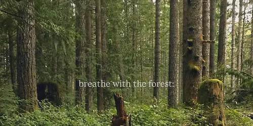 Forest Bathing (Shinrin-Yoku)