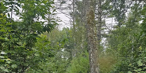 Wachusett NEMBA Monday Night Ride  - Leominster State Forest - Elm St Lot