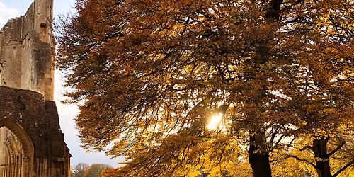 Guided Tree Walk of Glastonbury Abbey with Matt Witt