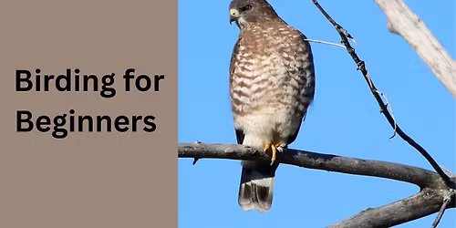 Birding for Beginners