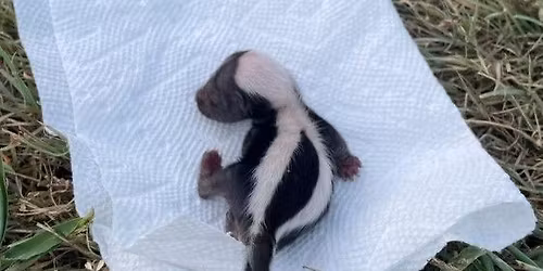 Skunks