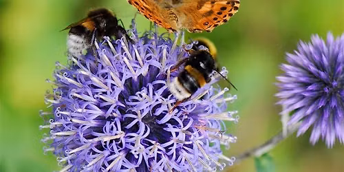 Get Ready with Girl Scouts - Birds, Bugs and Butterflies, Oh My!