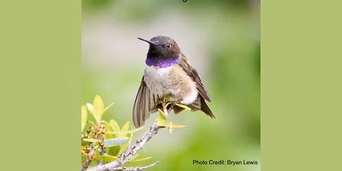 Third Sunday Nature Talk