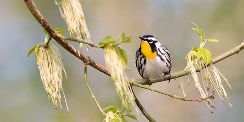 Bird Hike 