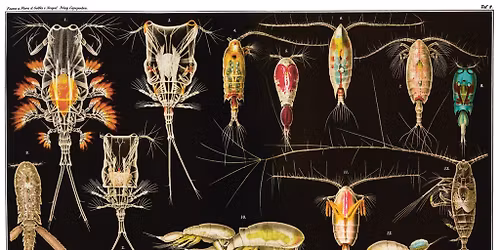 Homeschool Day - Plankton