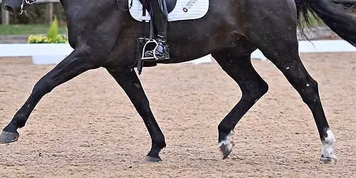 Training the dressage horse with Paula Archer and guests