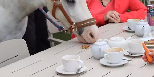 Dementia Friendly - Tea with a Pony 