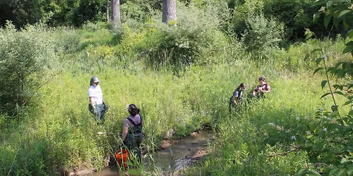 Invasive Species Pull -- Volunteer Event