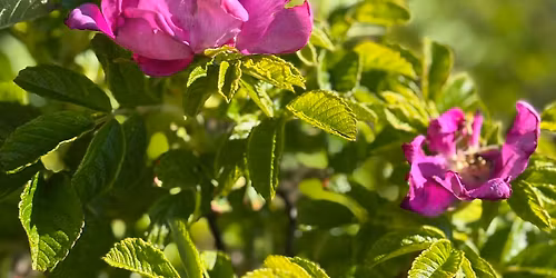 Helse og matlaging med v\u00e5rens nyttevekster