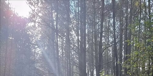 The History of Woodland on Kilvey Hill