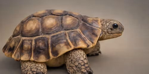 Tortoise workshop. \u00a345 pp   
