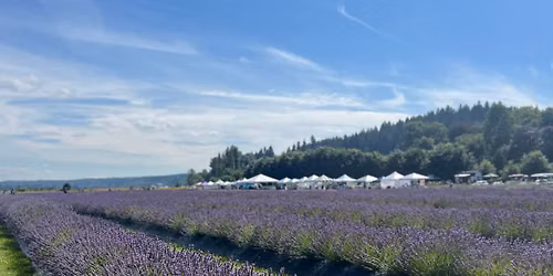 Lavender Festival - weekend two 