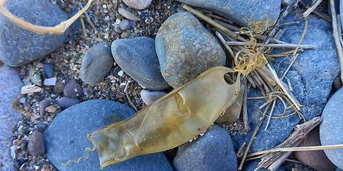 Shark Eggcase Hunt