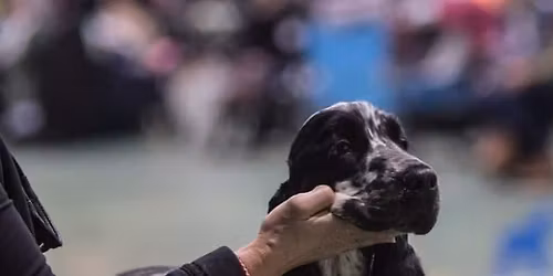 NSK avd Buskerud's utstilling i Melsomvikveien 13, Stokke