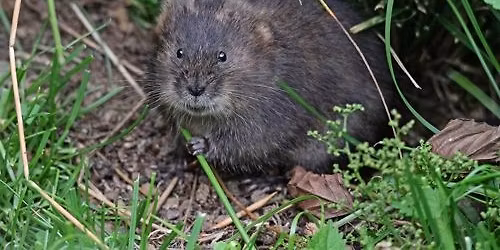 Water Vole Survey, Assessment and Mitigation