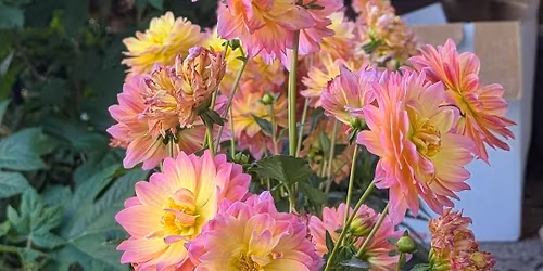 Carthage Farmers Market