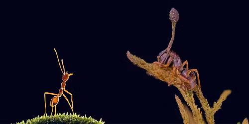 Vin & Videnskab: Myrer og svampe \u2013 UDSOLGT