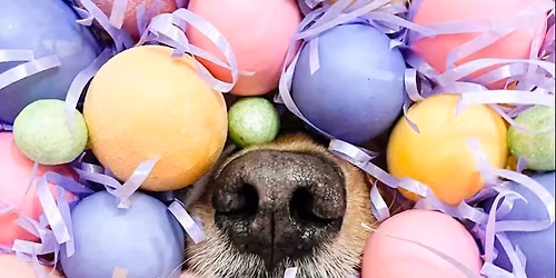 Easter Egg Hunt \ud83d\udc23