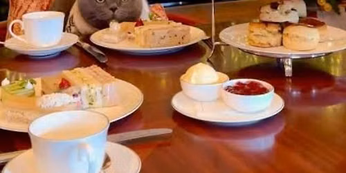 Christmas Pawsome Afternoon Tea