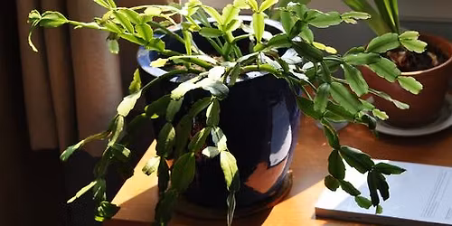 Houseplant Fundraiser