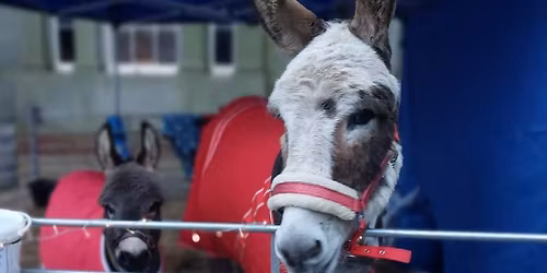 Donkeys and Donkey themed Christmas Gifts at Wynyard Hall Christmas Shopping Fayre 