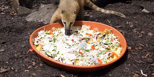 Ein Tag Tierpfleger MINI