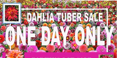 Dahlia Tuber Sale