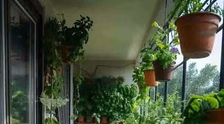 Gardening with Disabilities \/Small Spaces