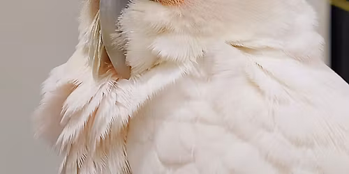 Parrot Holiday Potluck!