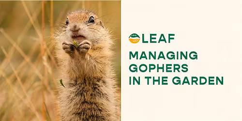 Managing Gophers in the Garden