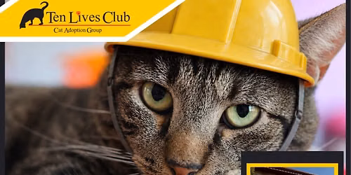 Kitty Construction Crew Valu Adoption Event