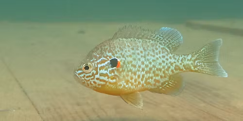 Slune\u010dn\u00e1 jezera Senec - Slovensko