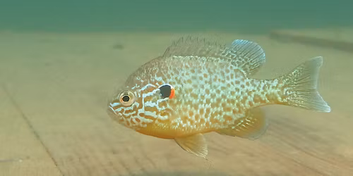 Slune\u010dn\u00e1 jezera Senec - Slovensko