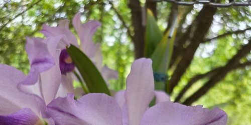 \ud83c\udf38\ud83c\udf3fJoin us at the monthly Columbus Orchid Society meeting \ud83c\udf3f\ud83c\udf38\n