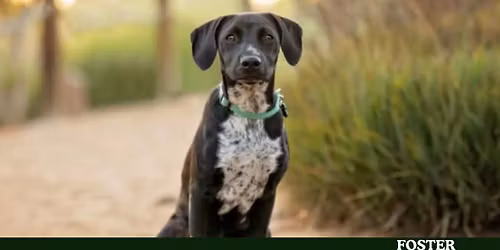 Spring Time Spectacular Adoption Event