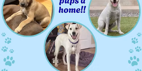 Spring Time Spectacular Adoption Event