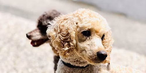 Pet Vaccination Clinic