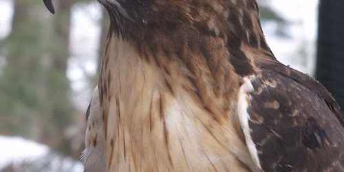 Wildlife Wednesday -- the Red-tailed Hawk