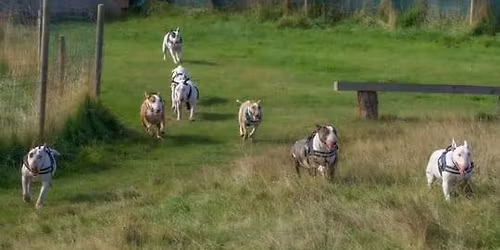 Sutton Park - Streetly Gate, Jamboree Stone