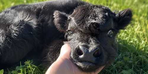 Cow Cuddling at The Maryland State Fair