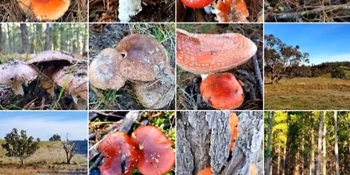 Mushies at Mt Crawford (Beginners Hike)
