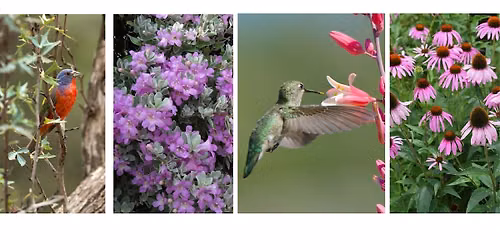 Best Native Shrubs & Perennials for Fall