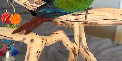 Spring Bird and Pet Fair 