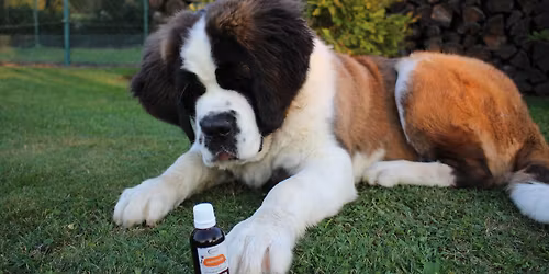 Aromaterapie (nejen) pro zv\u00ed\u0159ata