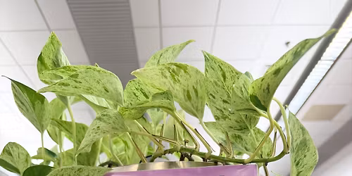 Books on Tap: Margo's Got Money Problems