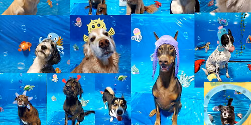 K-9 Kountry's Father's Day Pawty