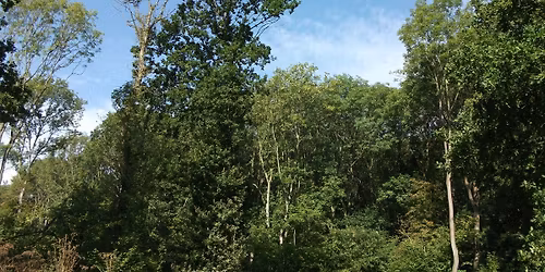 North Notts Group Talk: The Treasures of Treswell Wood with John Clarke